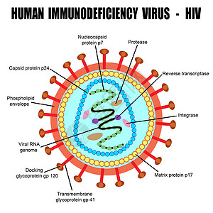 人体免疫机能丧失病毒的结构高清图片