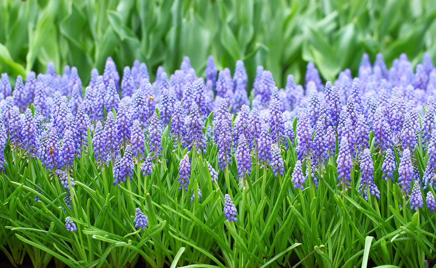 长花 诱粘性蛋白化物蓝色季节灯泡风景紫色杏仁晴天场地植物植物学图片