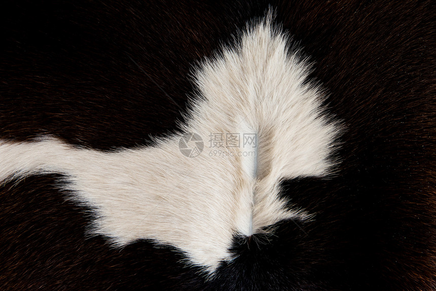 奶牛皮肤纹理黑白图案库存牛肉纺织品农场头发地毯小地毯材料斑点毛皮图片
