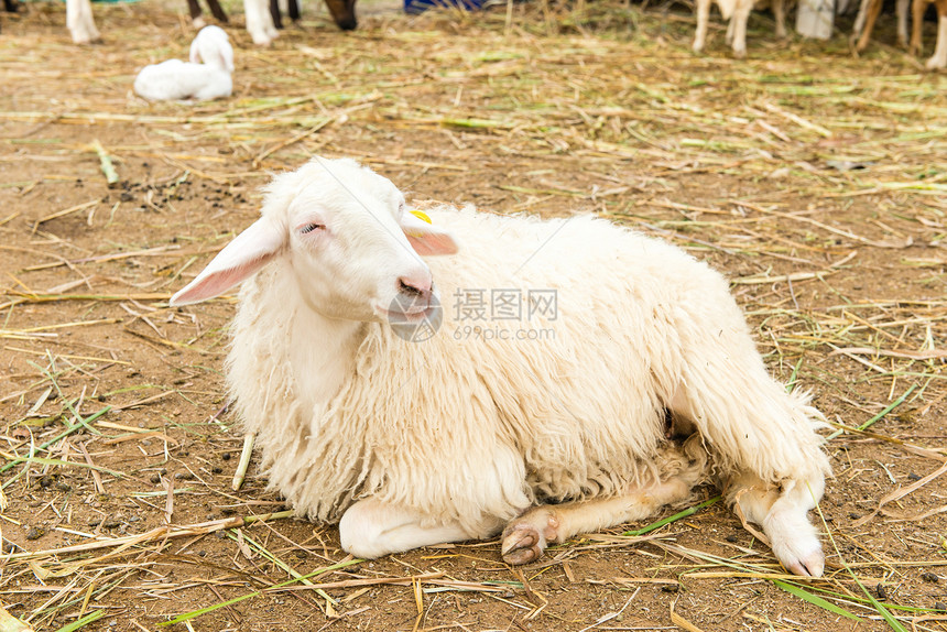 非洲白羊趴在地上 环视四周内存绿色羊肉家畜牧场农场白色哺乳动物草地团体图片