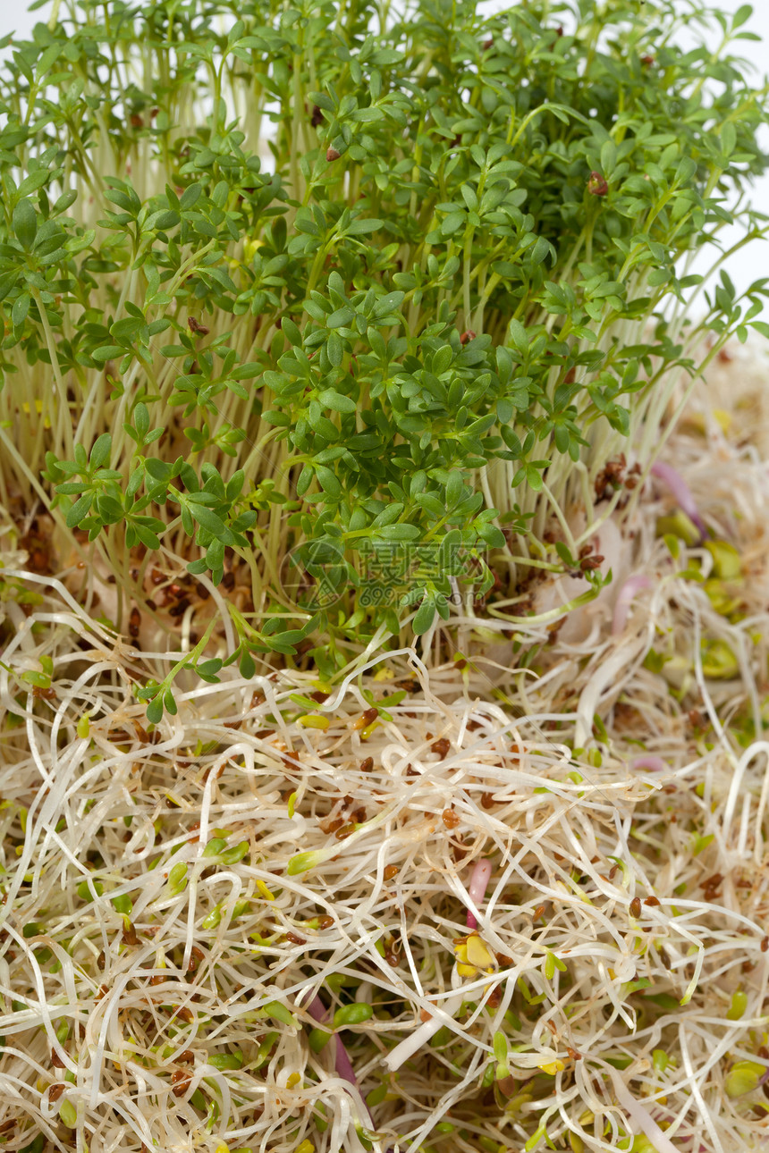 白色背景上新鲜的紫花芽和丝质食欲香气大豆叶子蔬菜粮食厨房食物种子生活图片