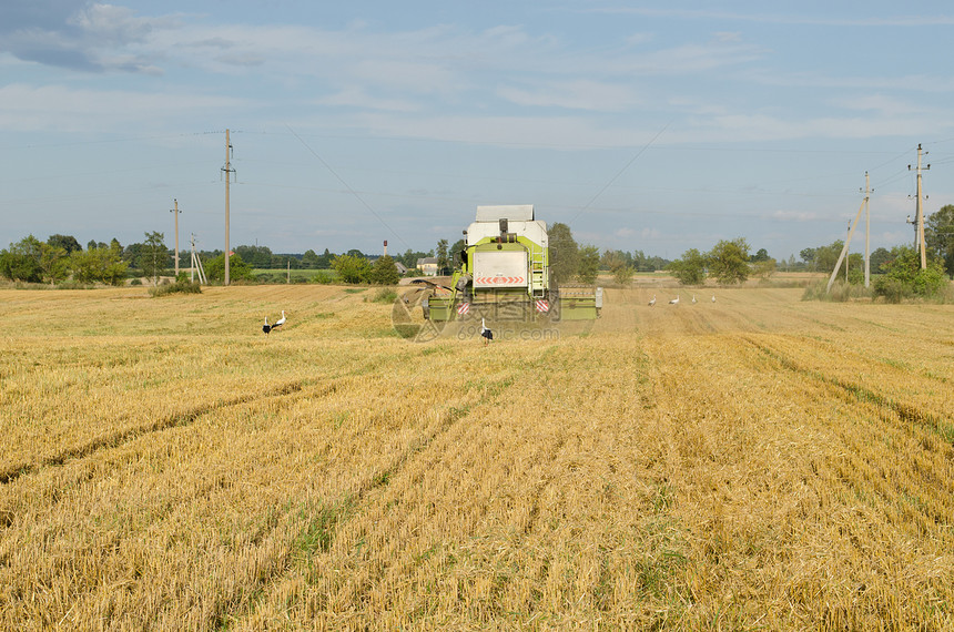 混合机制农业田地鸟食物面粉稻草收成粮食商业植物收割机生产生长图片