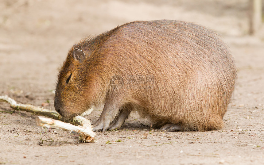 Capybara 水手坐在沙子里水豚棕色哺乳动物毛皮荒野动物动物园水鸡热带蹼状图片