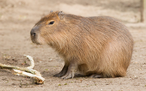 亚马逊棕色Capybara 水手坐在沙子里水豚动物哺乳动物热带丛林食草毛皮蹼状棕色水螅背景