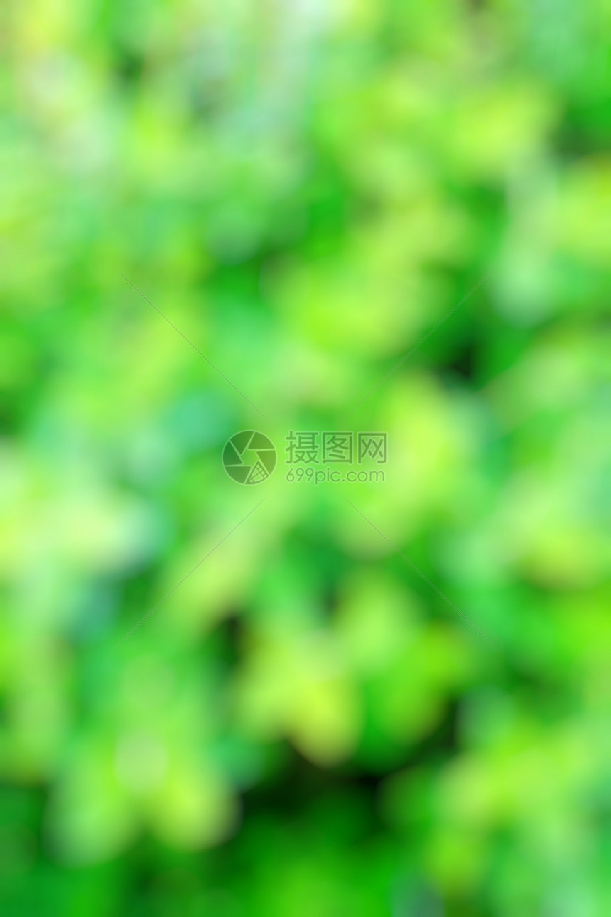 模糊绿绿色背景底层宏观柔软度生长落叶植物花园摄影活力叶子图片