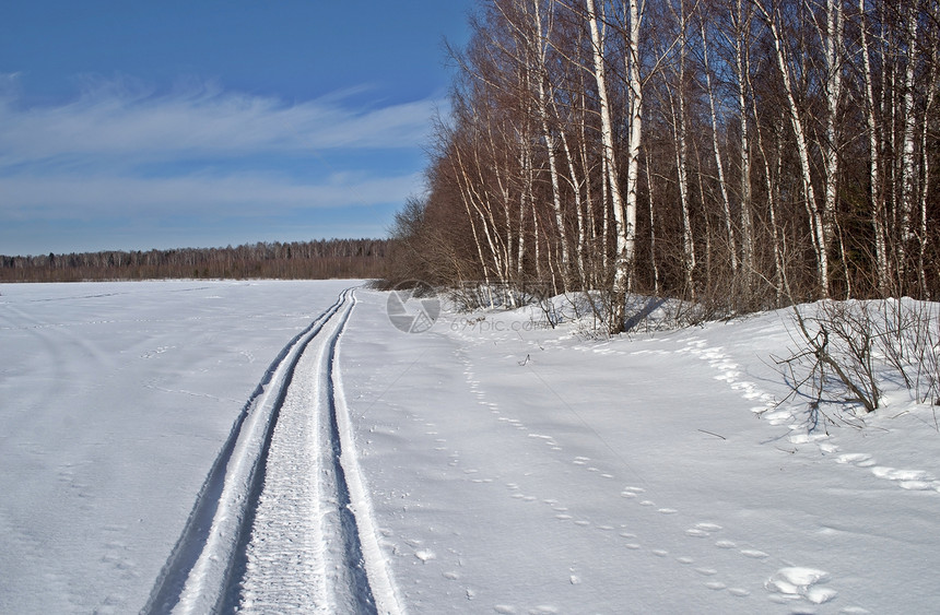 沿树林的雪地足迹图片