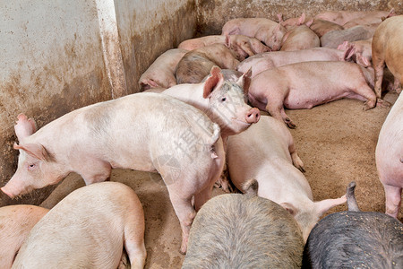 猪屠宰养猪场农场产业猪圈饲养哺乳动物农庄配种猪肉睡眠乡村背景