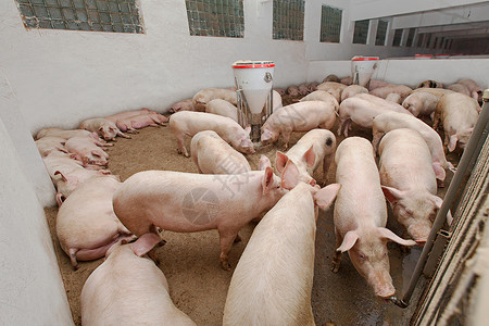 猪屠宰养猪场团体猪肉农场哺乳动物谷仓母猪产业公猪农庄屠宰背景