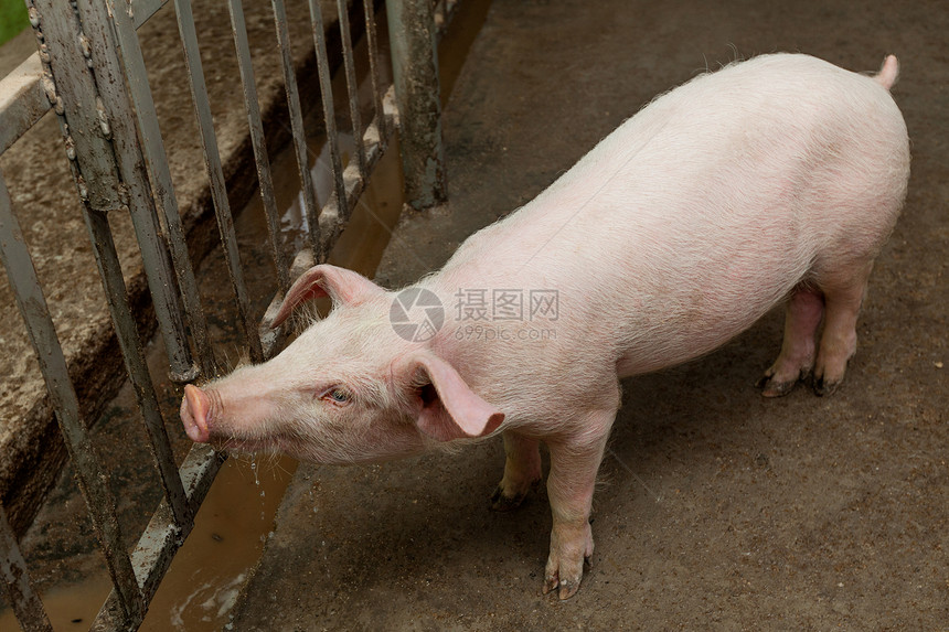 养猪场农场单身工业动物乡村家畜猪肉配种饮水母猪图片