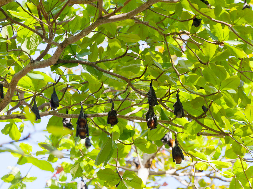飞狐挂在树枝上 泰国树木荒野野生动物蝙蝠飞行热带旅行绿色翅膀树叶图片
