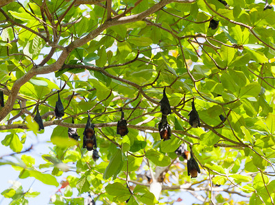 热带蝙蝠飞狐挂在树枝上 泰国树木荒野野生动物蝙蝠飞行热带旅行绿色翅膀树叶背景