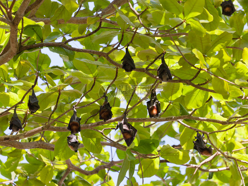 许多飞狐 挂在树上 泰国图片