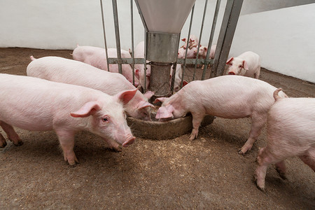 吃爆米花猪养猪场农庄家畜配种猪圈产业谷仓农场哺乳动物猪肉乡村背景