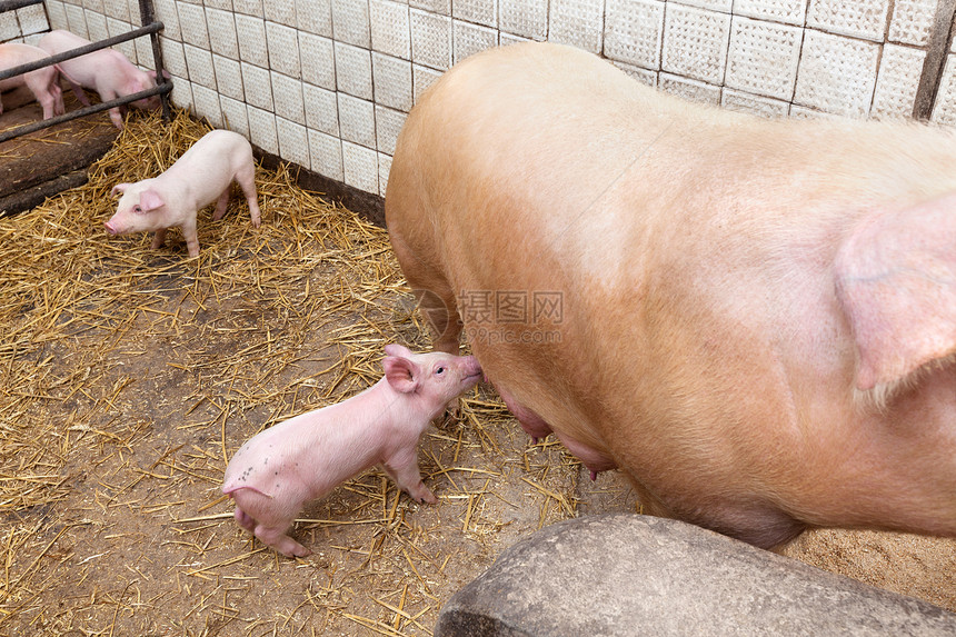 带小猪的母猪哺乳动物产业乡村谷仓农场稻草团体工业公猪饲养图片