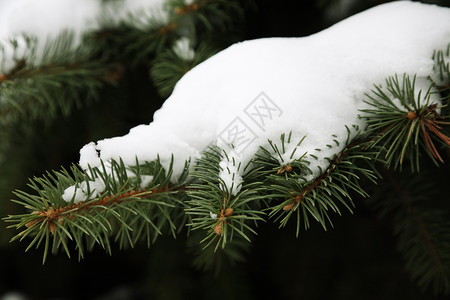 冬树绿色白色自然松树背景图片