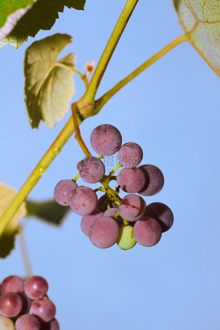 一根棍子上的绿葡萄乡村植物葡萄园酒厂种植葡萄叶子藤蔓天空栽培图片