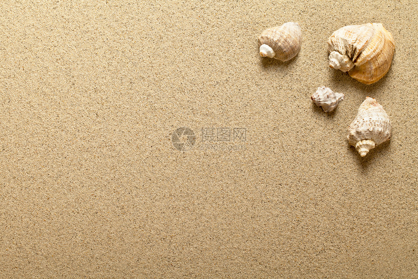 沙滩上的贝壳框架褐色材料假期粮食太阳热带海滩海洋墙纸图片