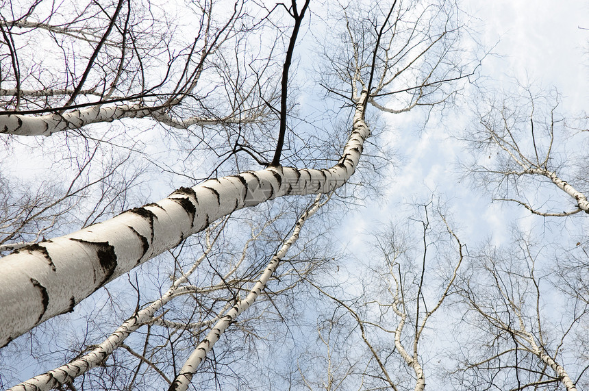 早春在白树林中木头桦木森林天空树干戏剧性孤独白色植物天气图片