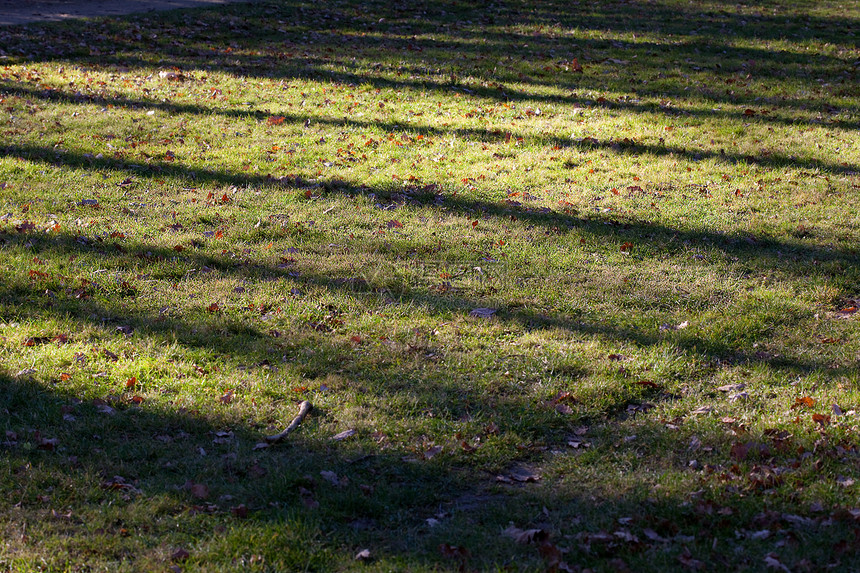 秋叶背景的秋叶在绿草上图片