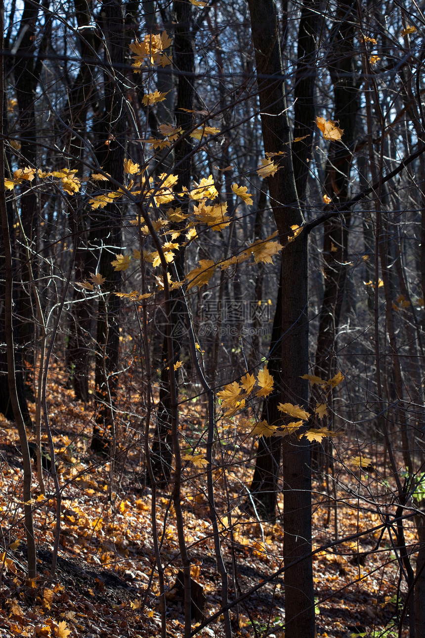 美丽的秋天林中美丽阳光照耀季节森林树木太阳蓝色天空植物叶子金子衬套图片