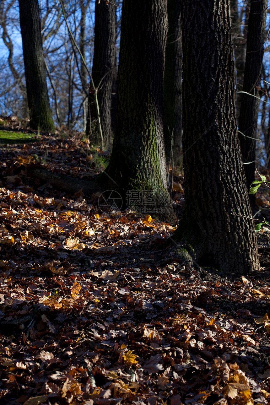 美丽的秋天林中美丽阳光照耀季节蓝色天空叶子金子森林植物太阳树木衬套图片