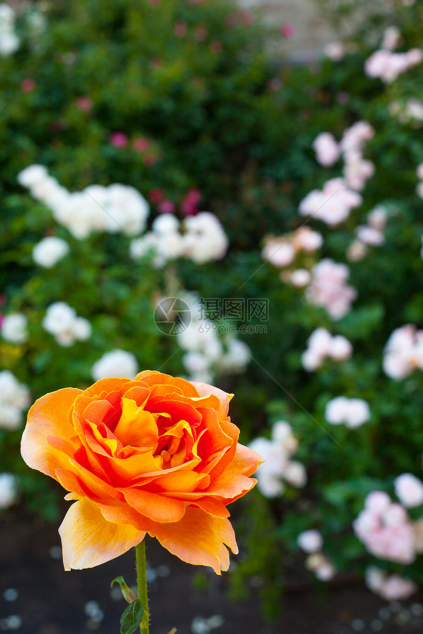 橙色玫瑰植物植物群花束树叶雌蕊花瓣花店橙子图片