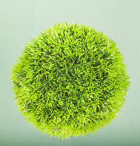 绿球草背景图片