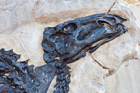 沙佩齐尼奥安东尼奥迪诺萨罗 泽西沙德罗斯岛考古学爬虫悬崖化石女性沉积物古董爪子恐龙地质学背景