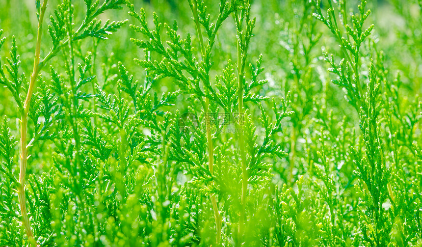 饱和的绿色树叶色 明亮的红花叶背景灌木丛植物阳光季节针叶树叶水平生长活力叶子图片