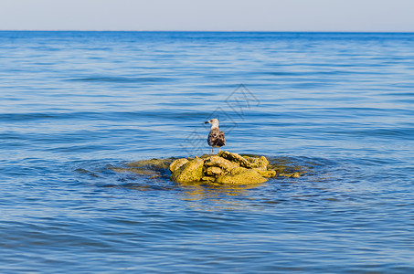不可动摇的一只海鸥在蓝海中固定的石块上背景