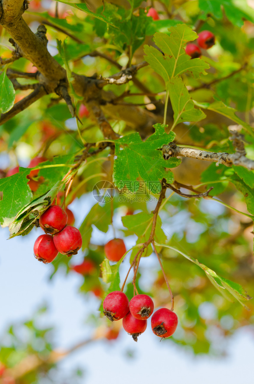 红维他命健康 在树枝上流利 成熟食物树叶红色季节植物叶子水果浆果收成绿色花园图片