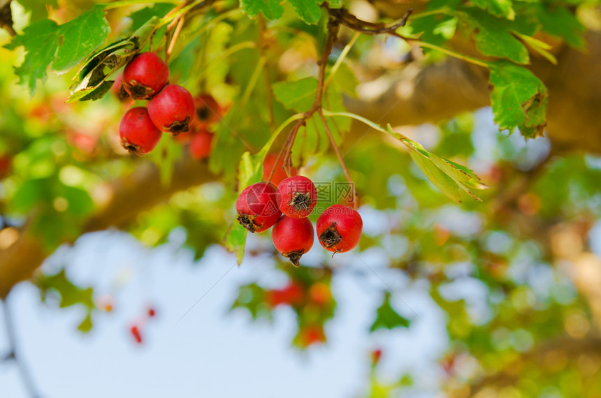 红维他命健康 在树枝上流利 成熟食物植物季节叶子树叶收成天空水果衬套日光花园图片