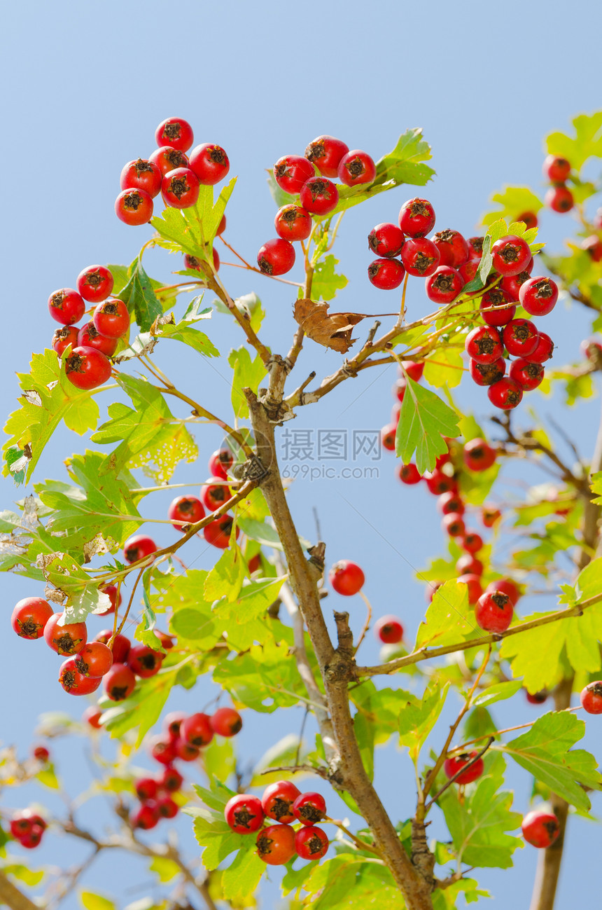 红维他命健康 在树枝上流利 成熟食物季节水果花园衬套植物树叶日光叶子浆果天空图片