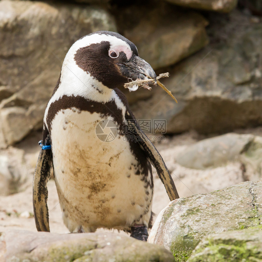 非洲企鹅收集巢穴材料的非洲企鹅翅膀濒危俘虏荒野野生动物海滩海岸鲈鱼海洋羽毛图片