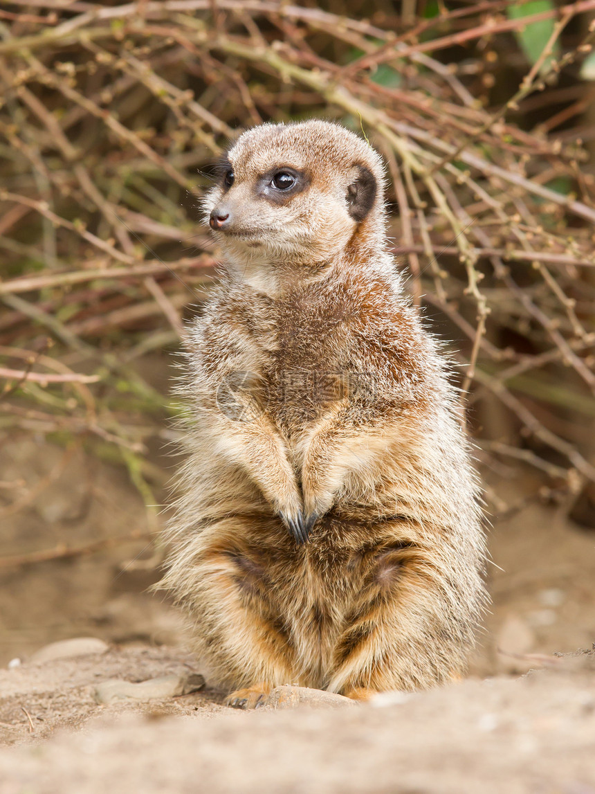盐酸或meerkat动物荒野猫鼬鼻子警报头发野生动物生态眼睛警卫图片