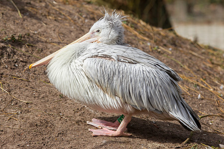 灰色鹈鹕粉色的翼展高清图片