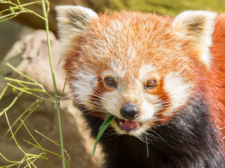 红熊猫 火狐或小熊熊猫哺乳动物热带野生动物动物竹子环境小吃动物园宠物富根图片