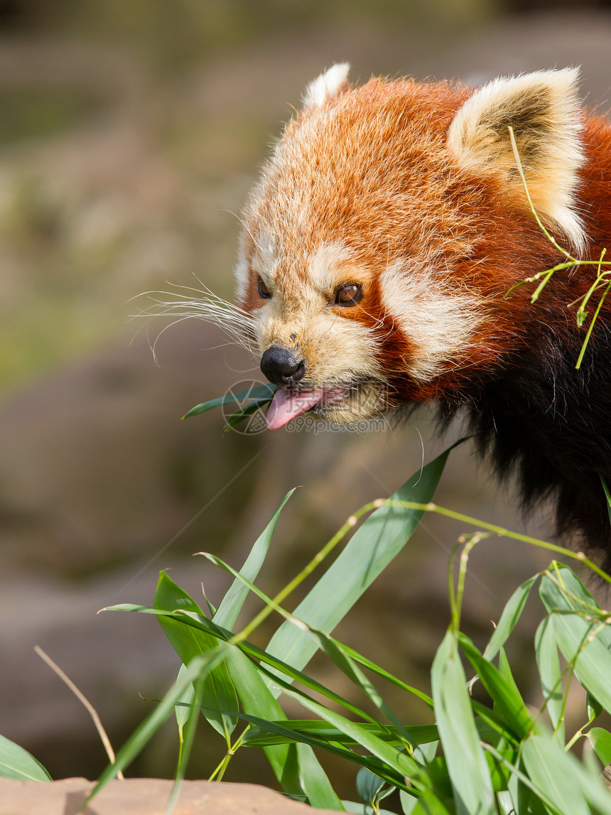 红熊猫 火狐或小熊熊猫热带毛皮动物环境动物园小吃大熊猫富根竹子宠物图片