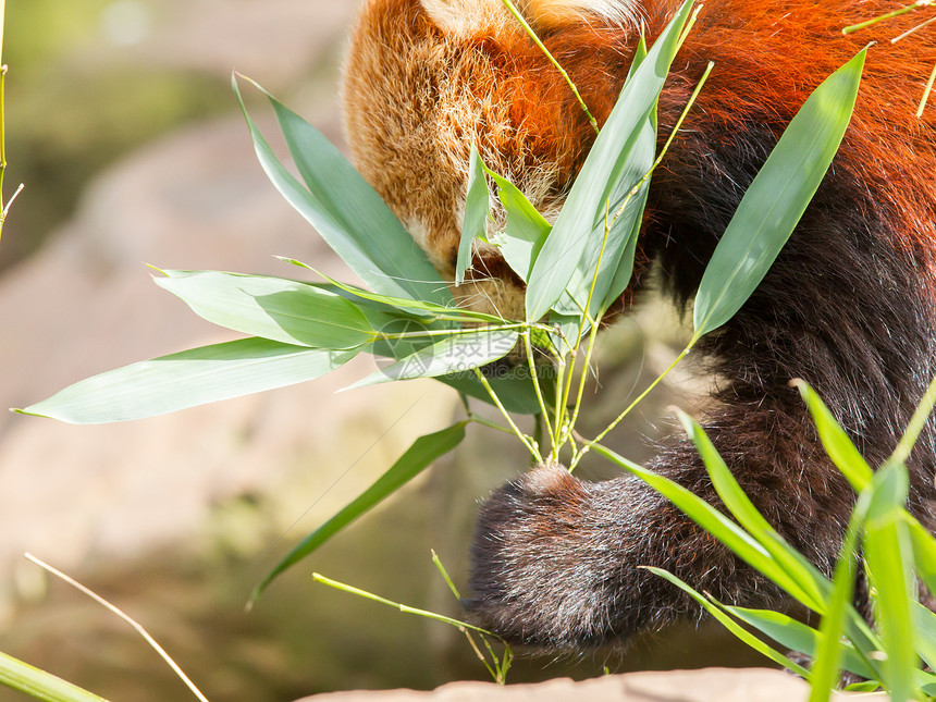 红熊猫 火狐或小熊熊猫宠物环境大熊猫野生动物哺乳动物毛皮富根动物园竹子动物图片