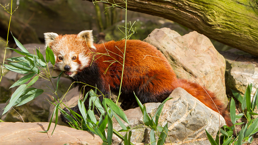红熊猫 火狐或小熊熊猫哺乳动物宠物野生动物热带小吃动物动物园竹子大熊猫富根图片