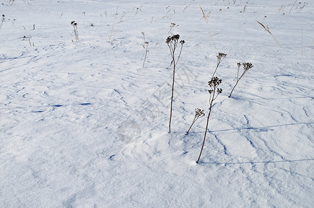 罐装雪菊带干草的雪表面背景