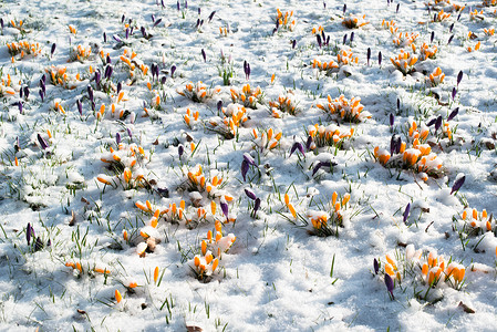 雪中花朵叶子植物群草地花园红花紫色季节宏观植物美丽高清图片