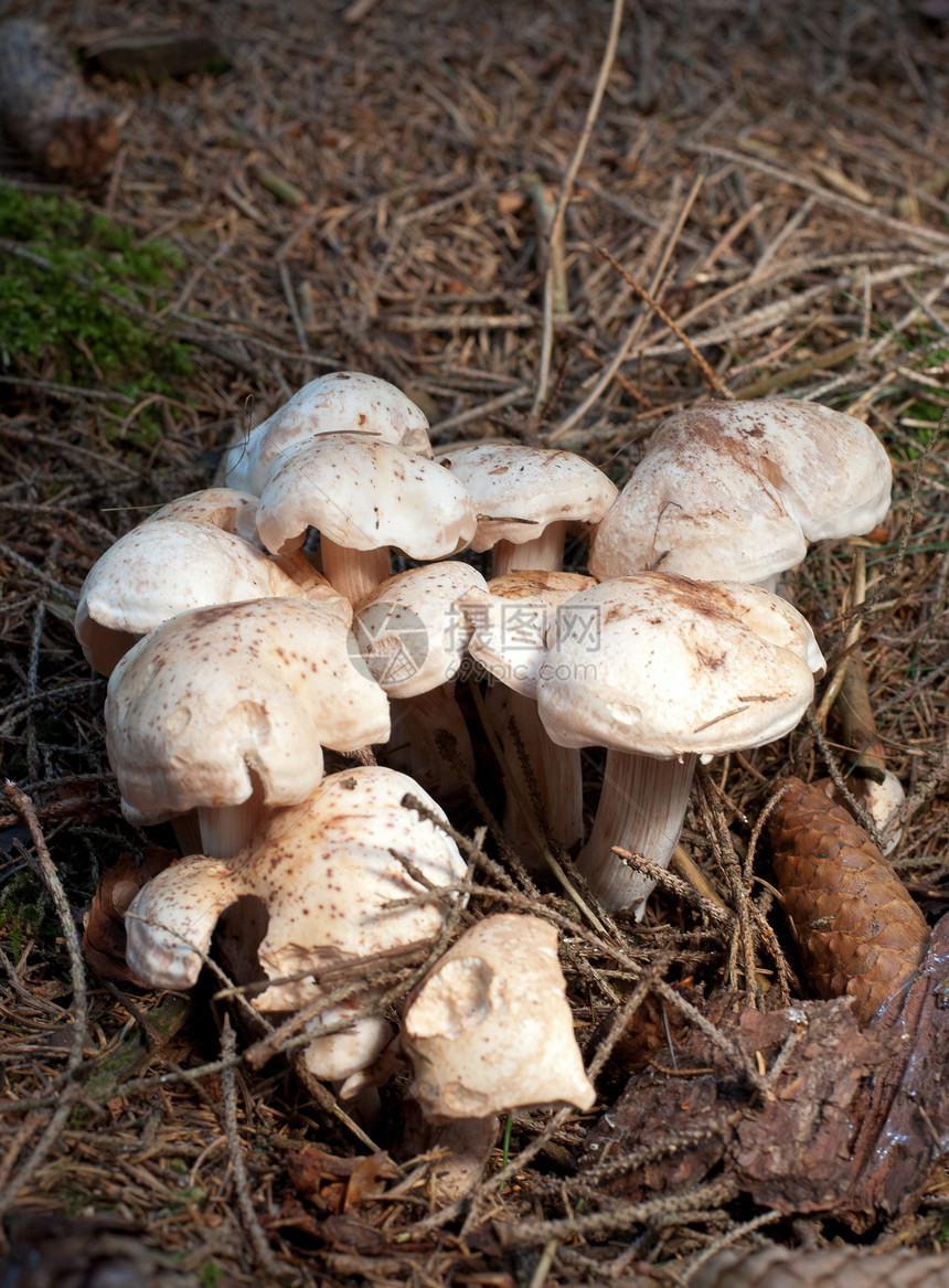 拖脚凳蘑菇季节森林图片