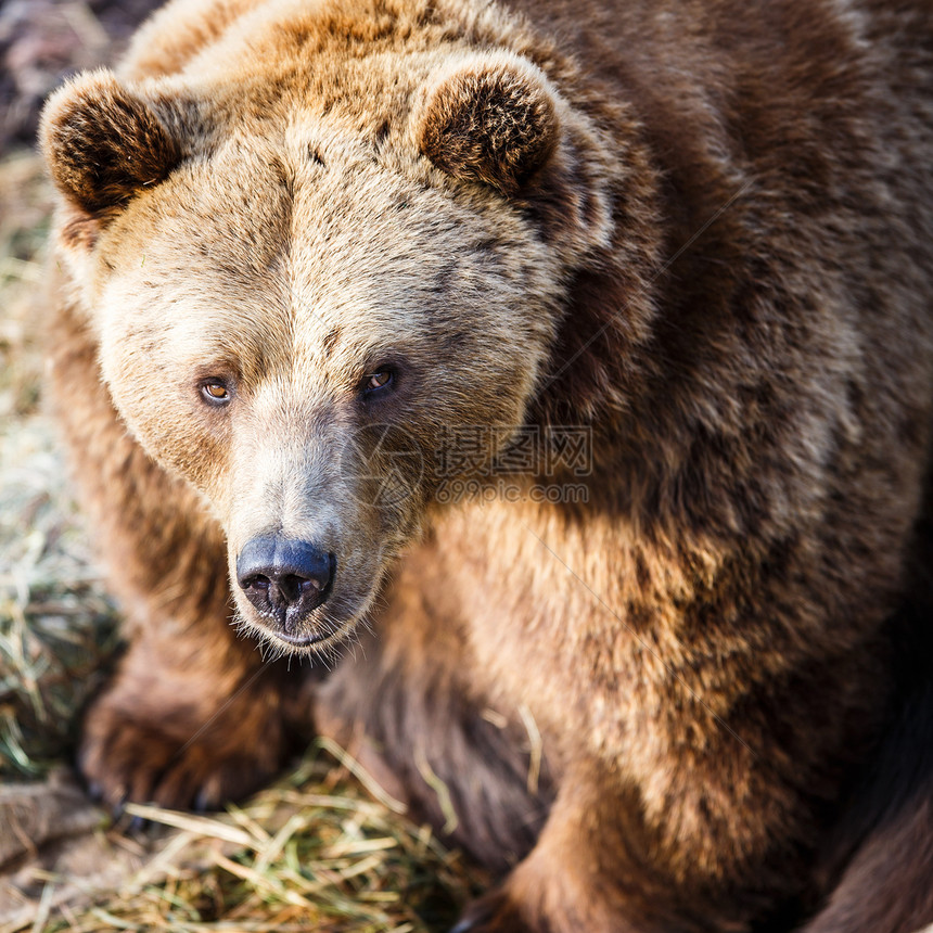 棕熊攻击爪子动物园打猎牙齿危险动物捕食者力量毛皮图片