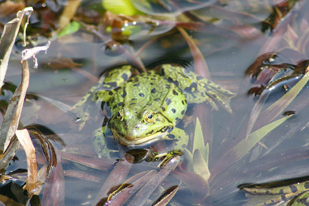 绿水青蛙国王动物水蛙眼睛青蛙池困境绿色背景图片