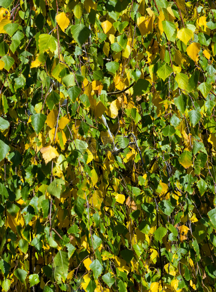 树枝的分支枝条花园木头生长叶子绿色生活季节森林黄色图片