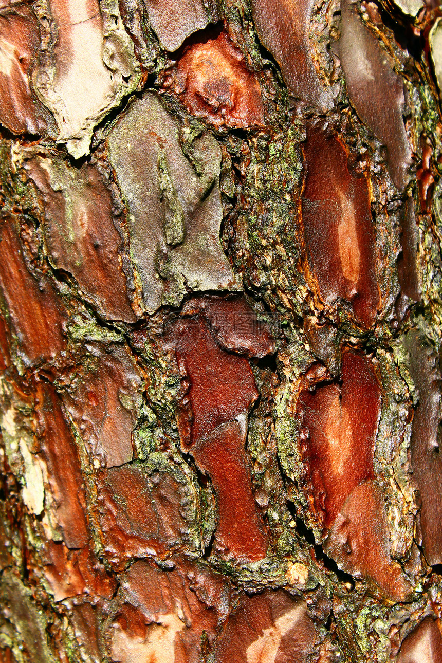 松树树干林业材料历史宏观木头老化皮肤木板榆树环境图片