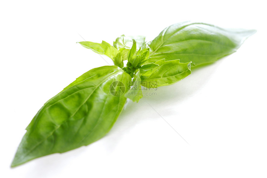 白色的巴西尔叶叶蔬菜食物宏观烹饪生物味道美食营养植物生长图片