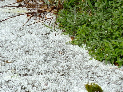 下冰雹绿色的 白绿的季节植物冷冻白色冰雹背景