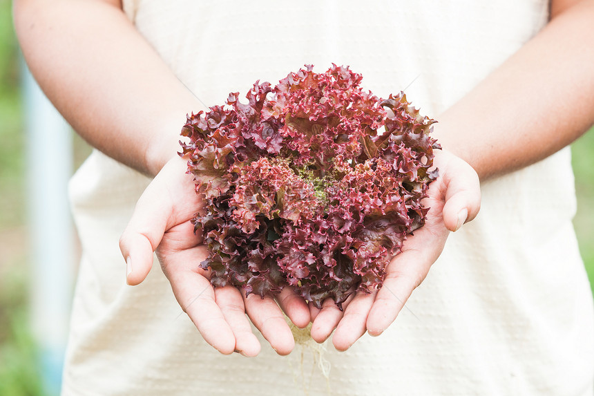 手上握着新鲜紫色生菜食物商业叶子园艺树叶土壤土地农民生长植物图片